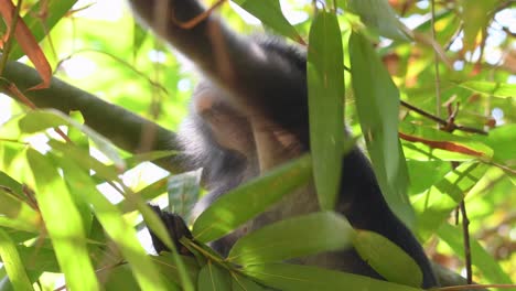 Mono-De-Hoja-Oscura,-Trachypithecus-Obscurus