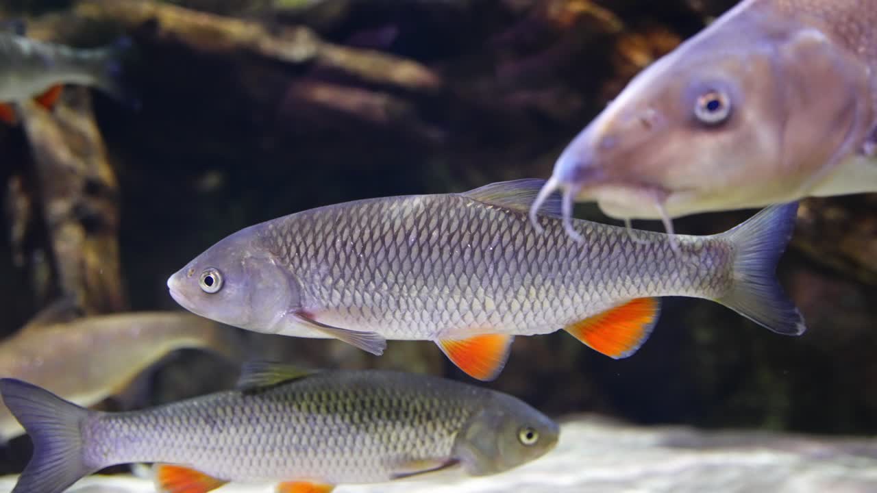Common chub swimming in clean river water among green aquatic vegetation