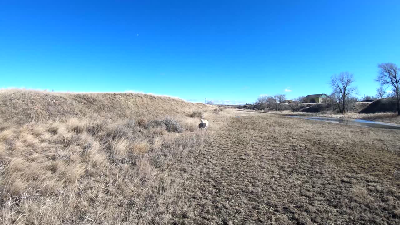 화창한 더운 날 캐나다 앨버타 언덕을 걷고 있는 흰색 허스키 개