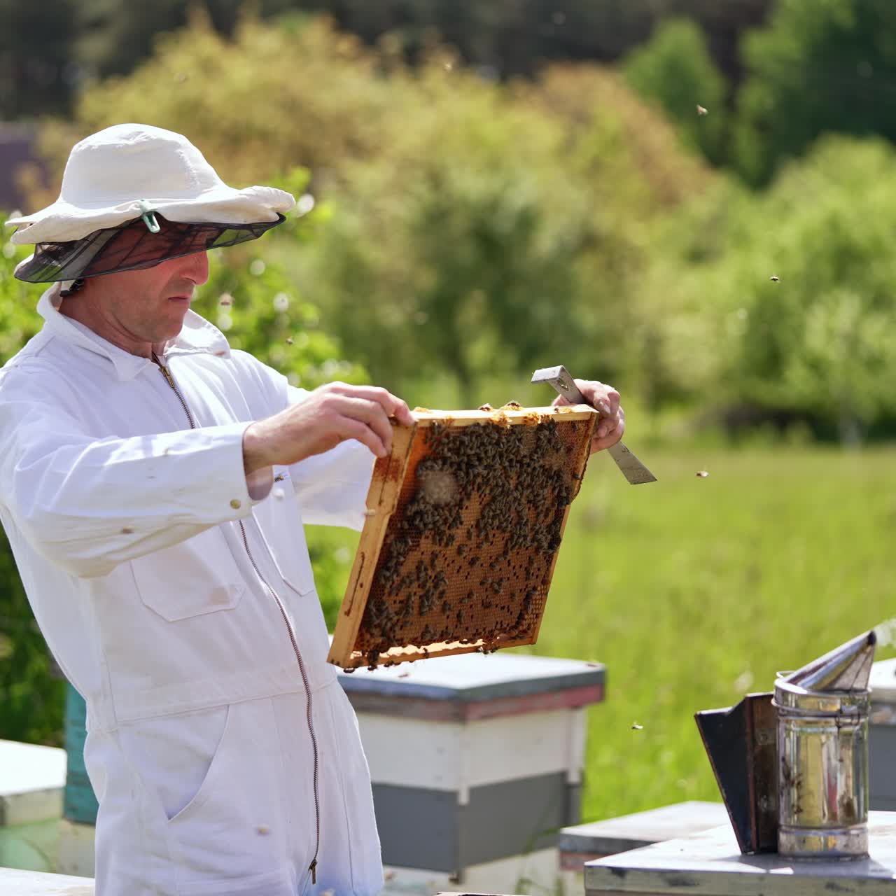 Adult beekeeper checking out the frames at his apiary. Man wearing white outfit, hat looks at the frame covered with bees. Sunny day backdrop