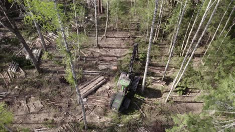 disparo descendente de la cosechadora forestal cortando el árbol y cortándolo en troncos