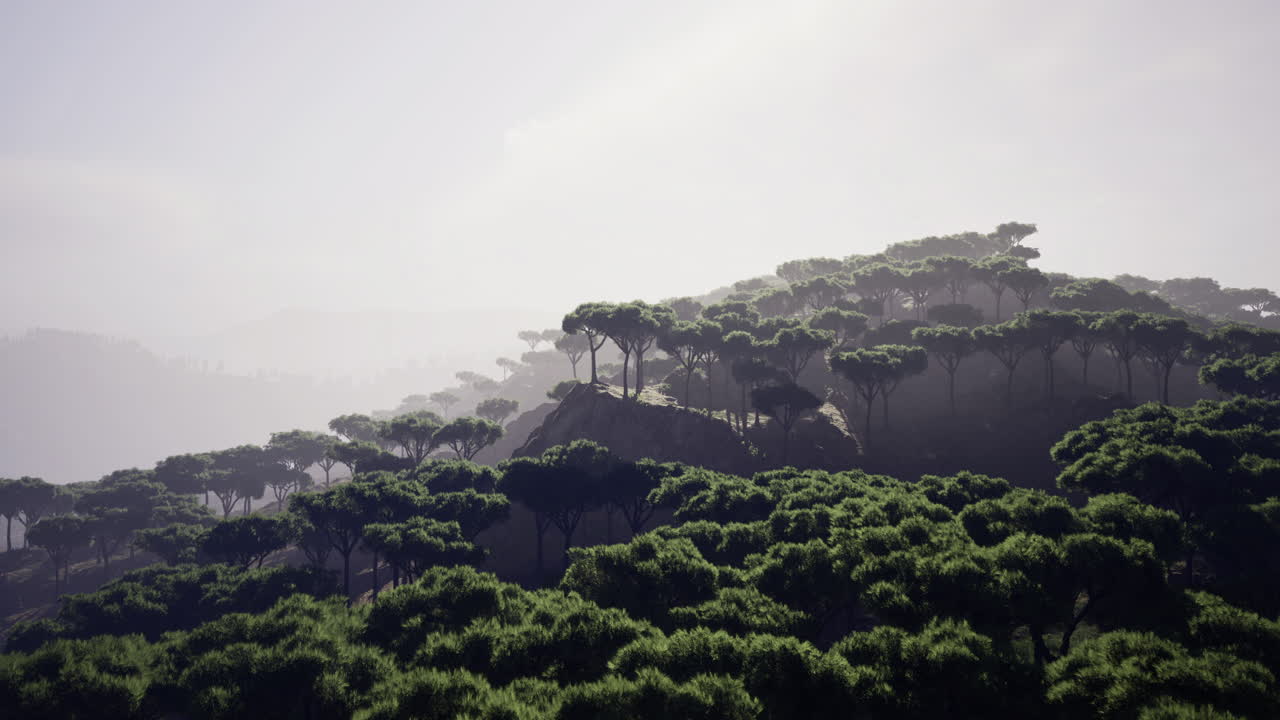 Stunning misty landscape featuring lush green trees and gentle hills at dawn