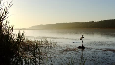 Un-Conmorante-Extiende-Sus-Alas-Con-Vistas-A-Un-Lago-De-Humedales-Al-Amanecer