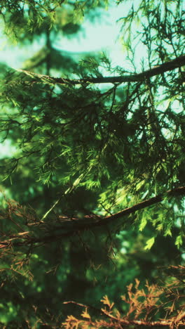 un primer plano de hojas verdes en los árboles de un bosque