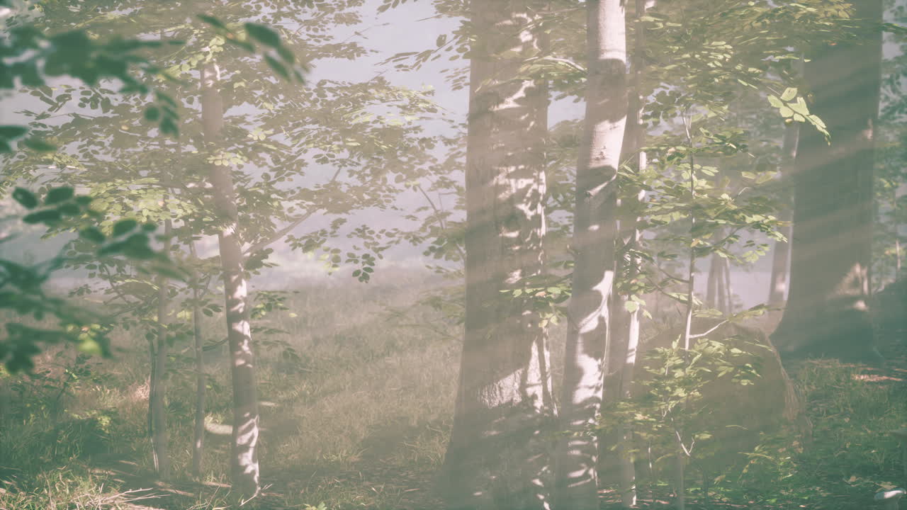 황금색  ⁇ 빛 에 비춰진 숲 에 있는 나무 들