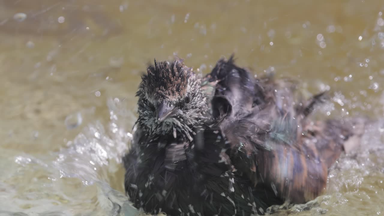 스터링은 열에서 탈출하고 연못에 수영합니다. 일반 스터링 (sturnus vulgaris) 은 북미에서 유럽 스터링으로도 알려져 있습니다.