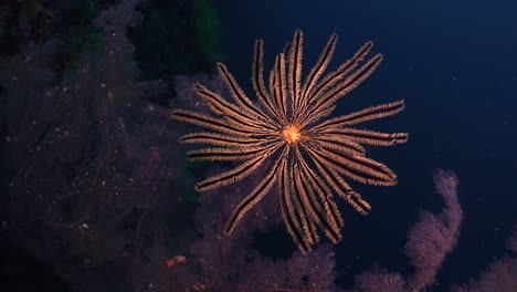 yellow feather star clinging to pink sea fan underwater in the philippines