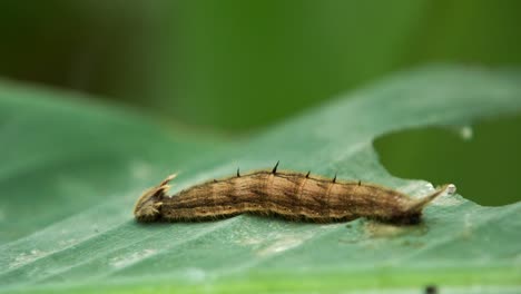 mariposa macro 42