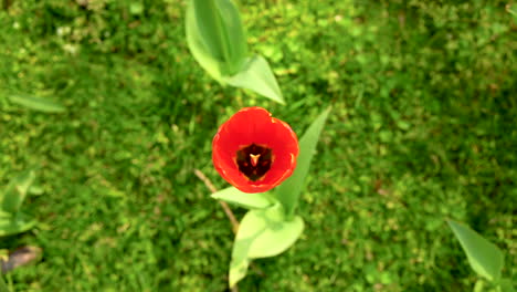 una flor de tulipán rojo holandés está floreciendo en primavera, filmada desde arriba
