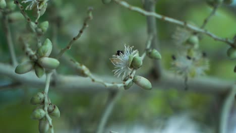 Small-black-insects-walk-over-the-white-flower-near-the-green-legumes,-while-in-the-background-several-flies-frantically-fly-back-and-forth