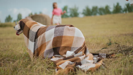 dog wrapped in a checkered blanket lying in open field with blurred view of squatting person and walking child, cozy, playful moment in countryside setting