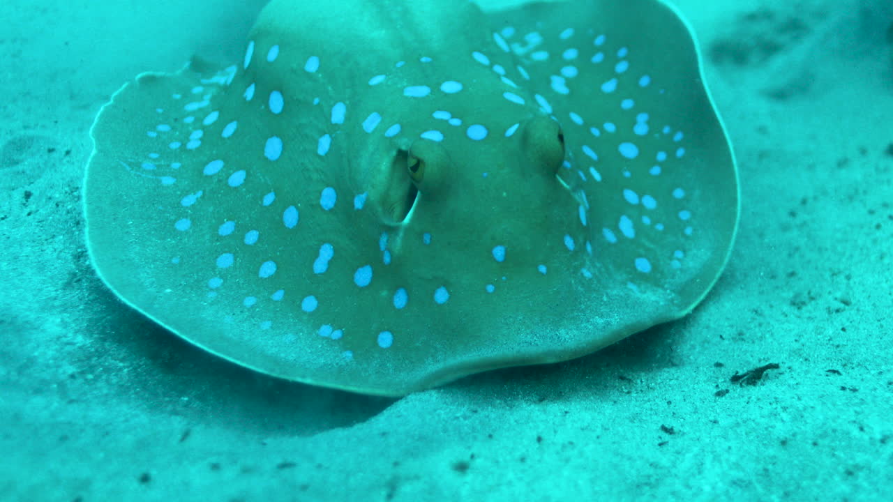 산호초 옆에 있는 홍해의 푸른 점박이 가오리