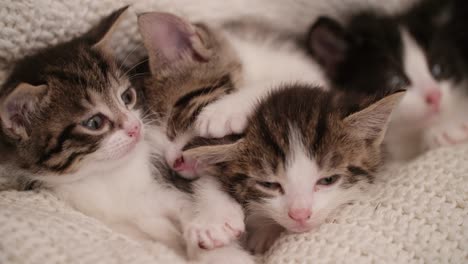 kitten amongst it's siblings in a warm blanket