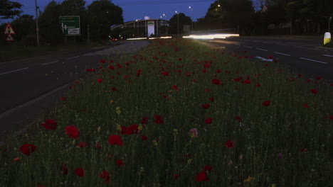 Urban-view-of-central-reservation-covered-in-wild-flowers-with-traffic-travelling-in-opposite-directions