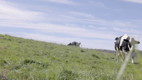 peaceful landscape of two cows on the green grass