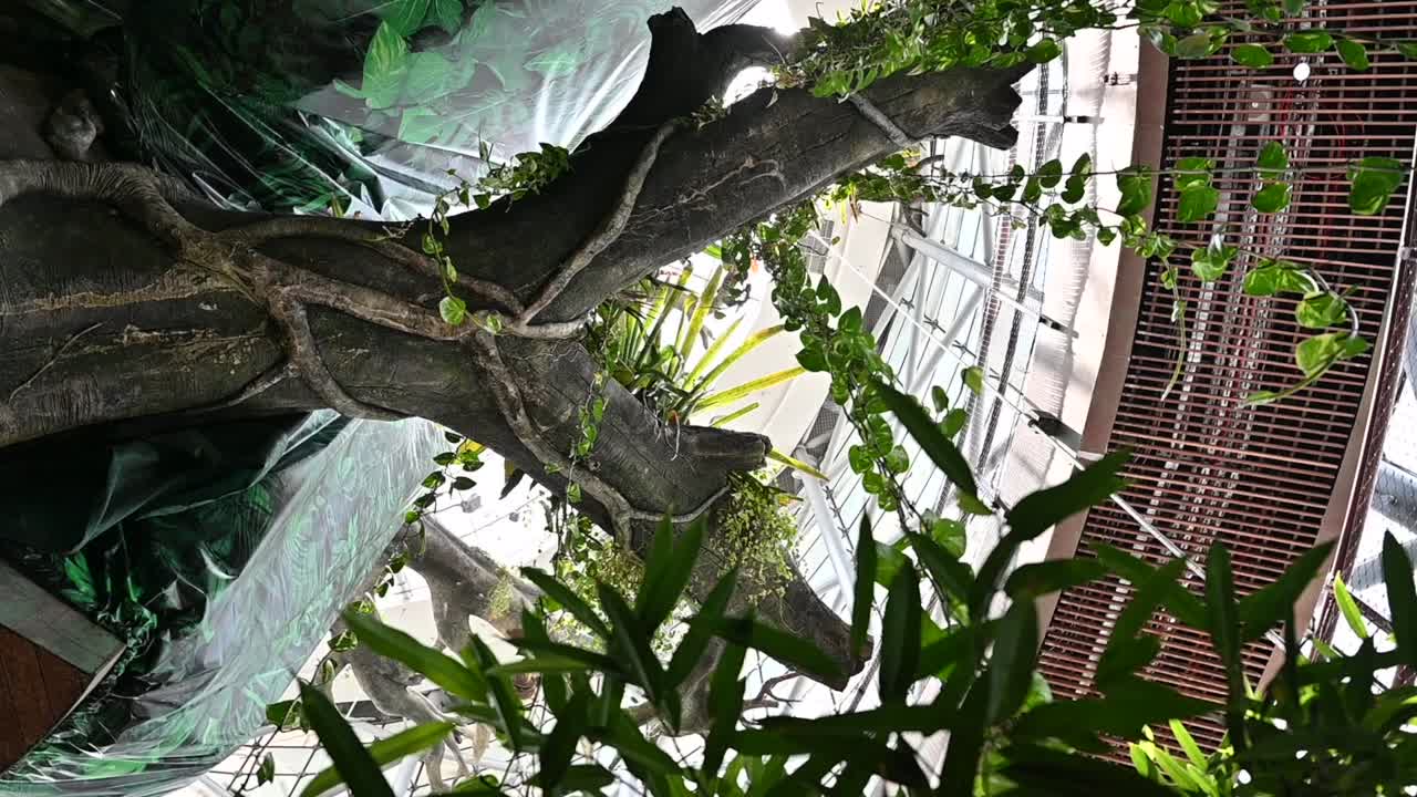 아랍 에미리트 의 두바이 에 있는 실내 열대 우림 의 내부 모습