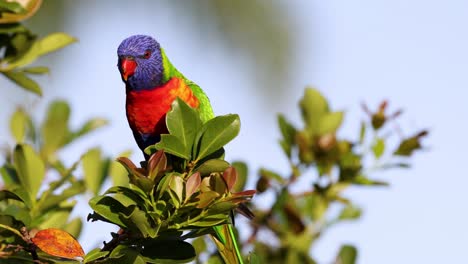 lorikeet colorido posado en una rama de hojas