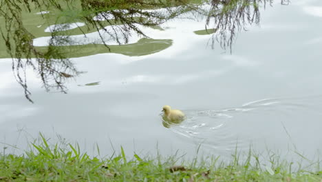 Pequeño-Patito-Amarillo-Nadando-Solo-Y-Picoteando-En-El-Lago-Filmado-En-Cámara-Lenta-De-Alta-Resolución-4k-120fps