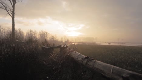 el amanecer sobre un humedal brumoso