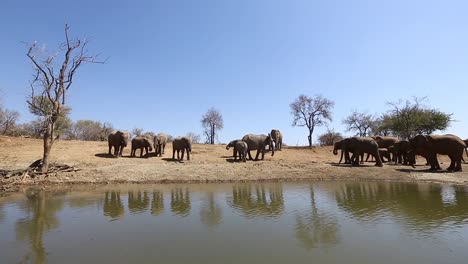 elefantes africanos con iluminación lateral dura se reúnen en el abrevadero de madikwe