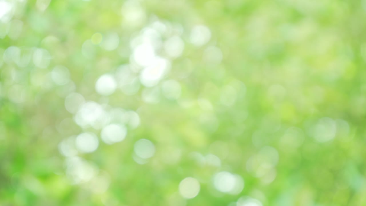 Green nature bokeh