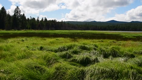 slow motion of grass blowing in the wind