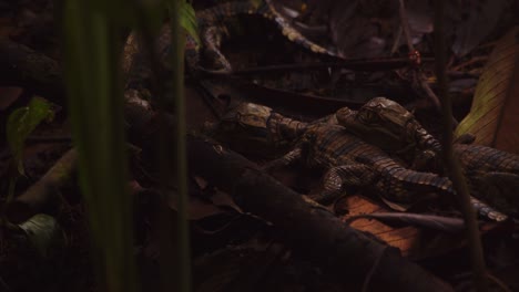 vulnerable looking caiman babies on the forest floor trying to stay clear from bothering insects like bugs and ants