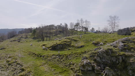 saison d'agnelage de printemps en norvège