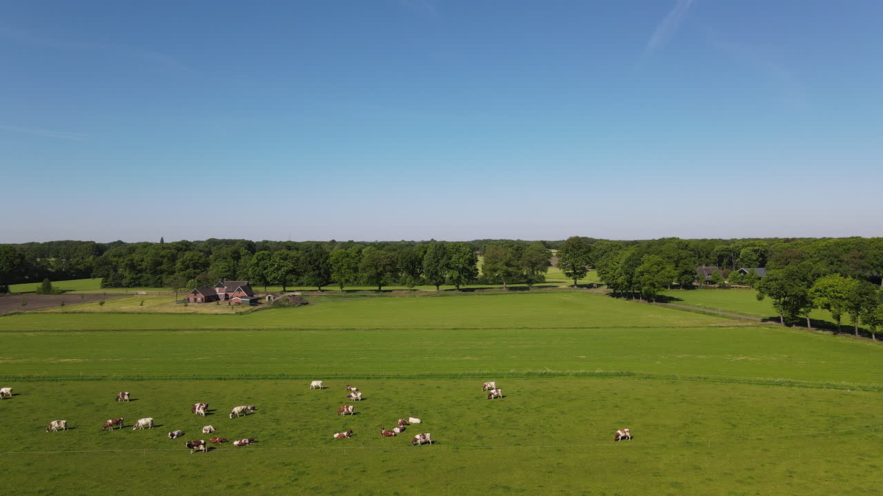 Drone shot of cows on a big farm.