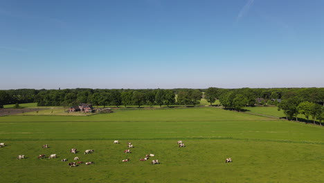 drone shot of cows on a big farm.