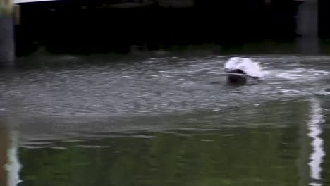 Brown-Pelican-Diving-for-Fish-in-Florida-Canal