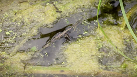 Accouplement-de-deux-insectMating-of-two-insects-in-water-called-Gerris-or-water-bugs,-in-a-natural-pond,-their-shapes-reflected-in-the-water