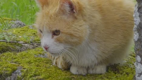 beautiful orange cat loafing on a stone wall drolling with plants and moss