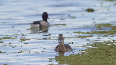Drake-swim-around-the-hen-during-mating-season,-a-pair-of-rosy-billed-pochard,-netta-peposaca-floating-on-the-lake-with-green-algae-on-water-surface,-close-up-shot