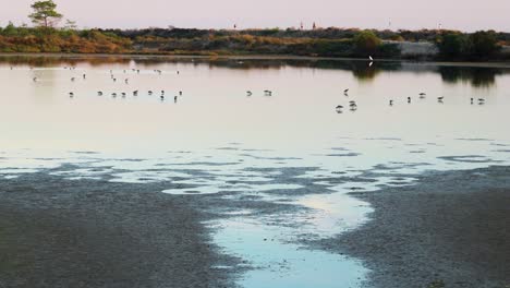 Gruppe-Von-Tringa-Vögeln,-Die-Sich-Bei-Sonnenuntergang-In-Einem-Teich-An-Der-Algarve-Ernähren,-Mit-Menschen,-Die-Im-Hintergrund-Joggen