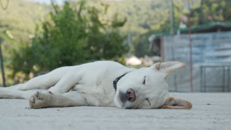 Hund-Auf-Der-Straße