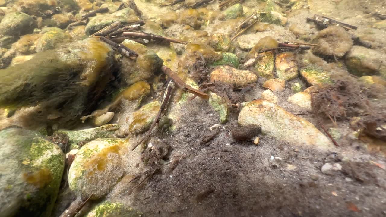 Leech Erpobdella octoculata at the bottom of a shallow stream, Estonia.