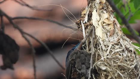 Hummingbird-in-nest--eggs--green--gold-