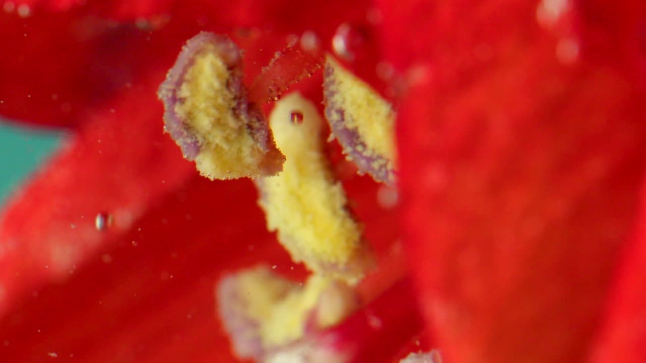 крупный план красного цветка