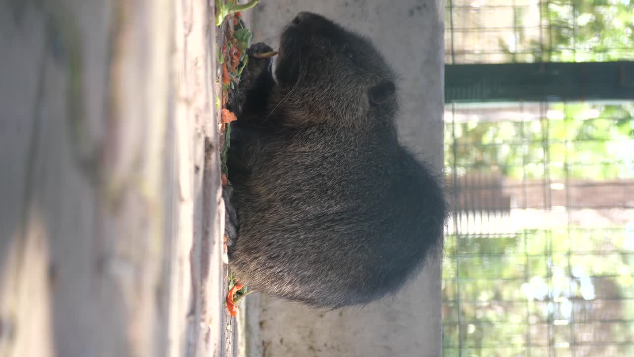 A coypu eating near a wall