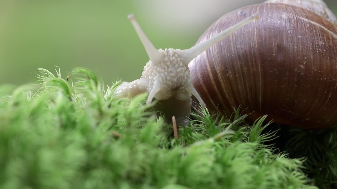Helix pomatia also Roman snail, Burgundy snail