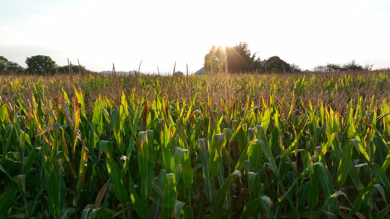 el campo de maíz verde se vuelve marrón durante la puesta de sol de otoño