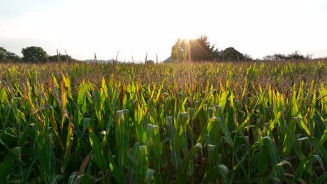 El-Campo-De-Maíz-Verde-Se-Vuelve-Marrón-Durante-La-Puesta-De-Sol-De-Otoño