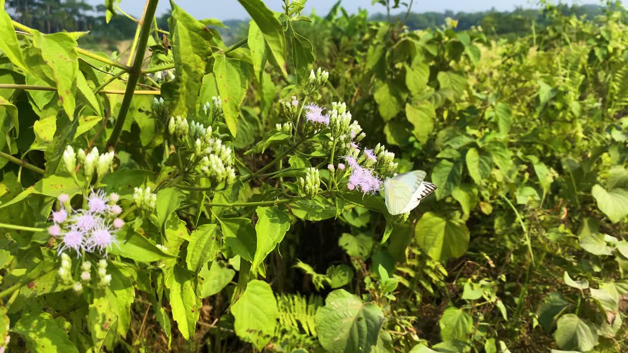 Farfalla albatro del Bengala che impollina mentre si nutre di nettare da un fiore di Siam weed in un cespuglio.