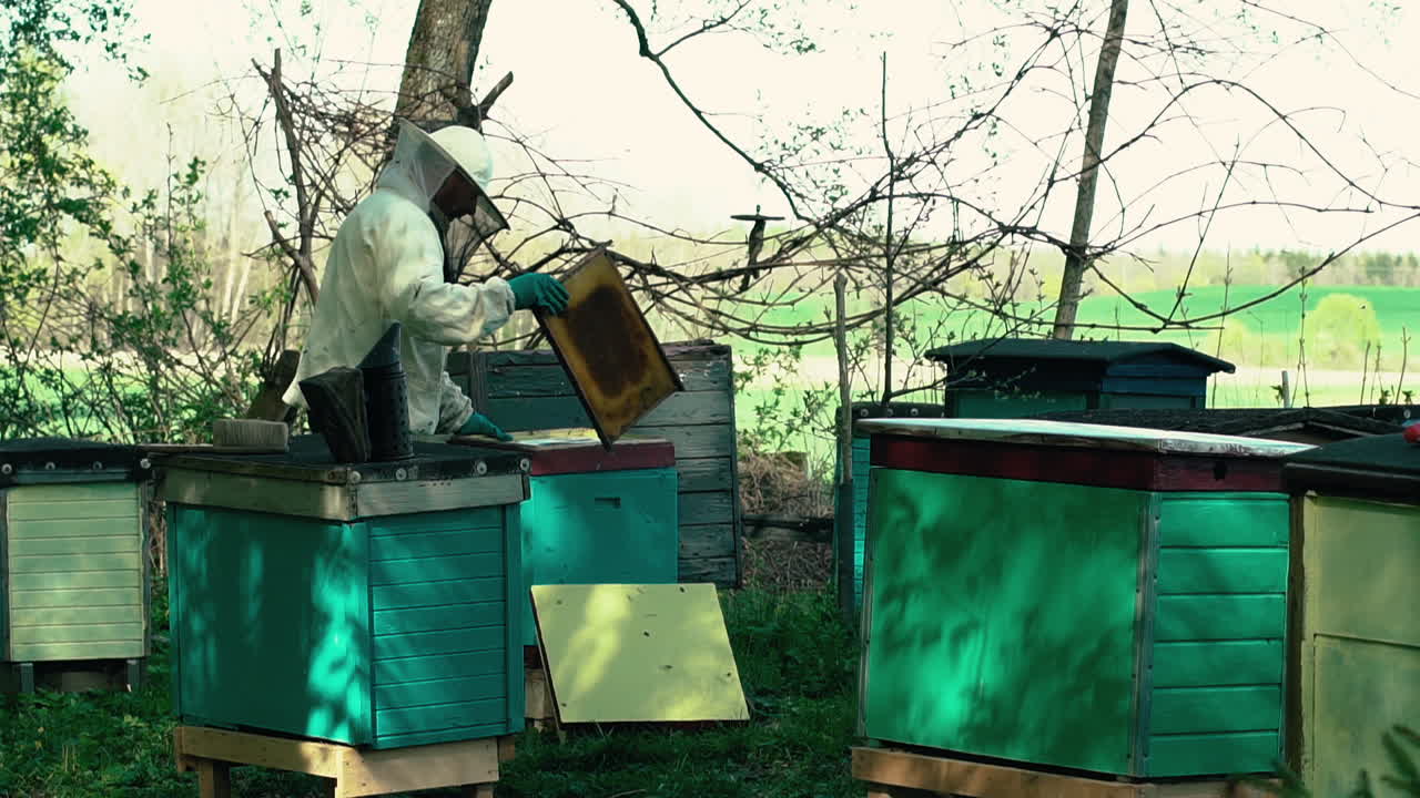 Beekeeper Checking Brood Tray In Garden. Locked Off