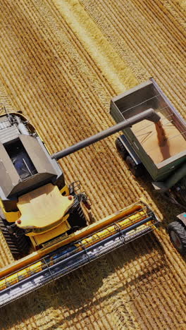combine harvester machine working in the wheat field on a sunny day. agricultural work team, top view vertical video