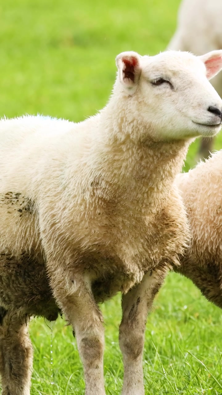 Pecora Devon Closewool in piedi in un campo verde lussureggiante sotto la piena luce del giorno, che mostra una vita rurale calma e serena.