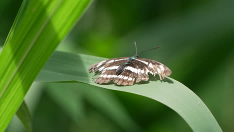 Langstreifiger-Seemannsschmetterling,-Der-Auf-Einem-Grünen-Grashalm-Mit-Seinen-Gebrochenen-Flügeln-Hockt-Und-Schlägt