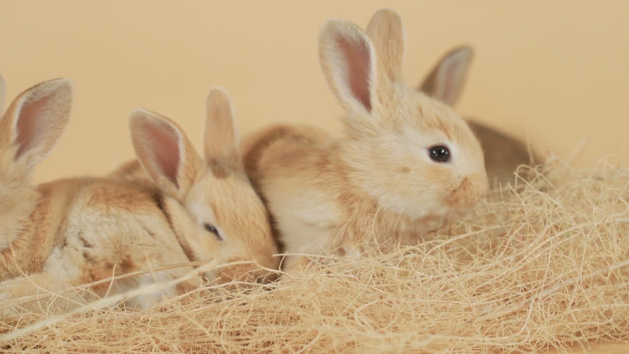 건초 뭉치 속에 함께 모여 있는 유아 생강 아기 토끼 - 눈높이 중간 클로즈업 샷