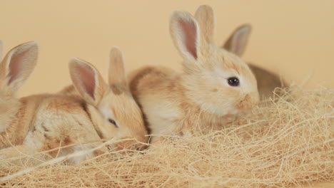bebé conejitos de jengibre acurrucados juntos en medio de un montón de heno - primer plano medio al nivel de los ojos